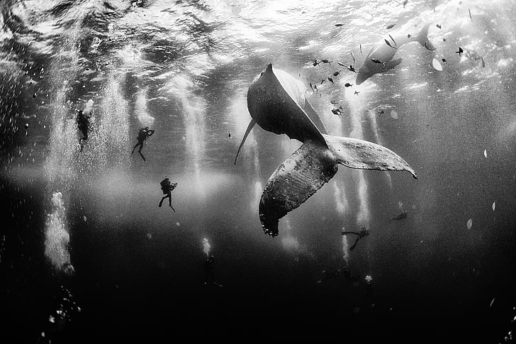 nature, whale, sea, photographer, National Geographic, underwater, divers, monochrome, filming, HD wallpaper