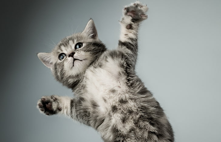 серебристый полосатый котенок, кот, белый, котенок, серый, лапы, HD обои