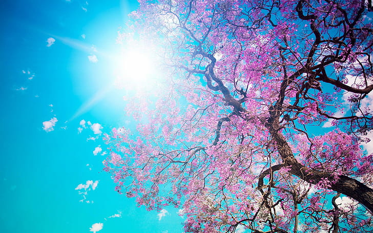 Spring Blossom Sunshine, wiosna, kwiat, słońce, Tapety HD