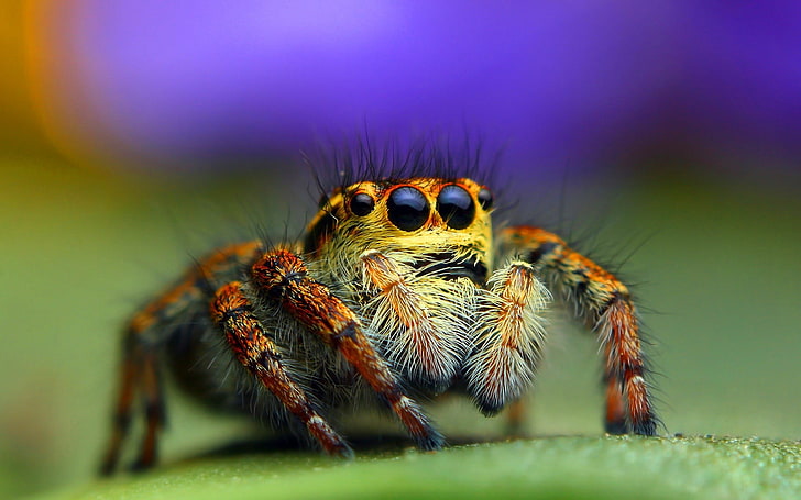araignée brune et beige, photo gros plan d'araignée sauteuse brune sur une surface verte, insecte, animaux, nature, macro, araignée, araignée sauteuse, Fond d'écran HD