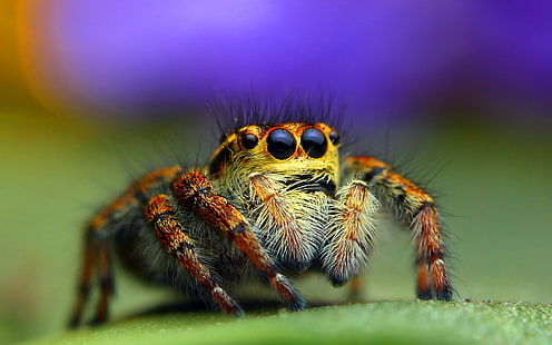 araignée brune et beige, photo gros plan d'araignée sauteuse brune sur une surface verte, insecte, animaux, nature, macro, araignée, araignée sauteuse, Fond d'écran HD HD wallpaper