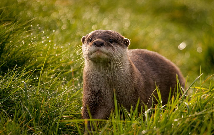 Otter, HD-Hintergrundbild