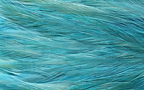 Feather texture, abstract, 2560x1600, feather, texture, HD wallpaper HD wallpaper