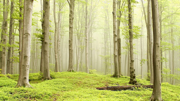 woodland, green forest, forest, spring, vegetation, mist, tree, deciduous, HD wallpaper