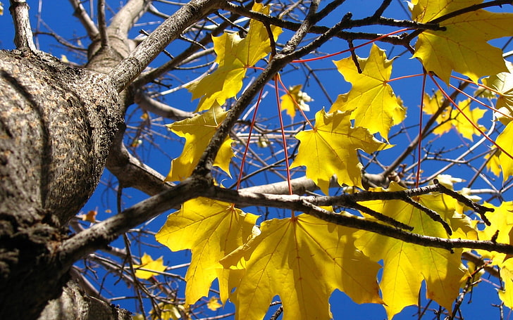 노란 단풍 잎, 잎, 노랑, 단풍 나무, 나무, 줄기, 가지, HD 배경 화면