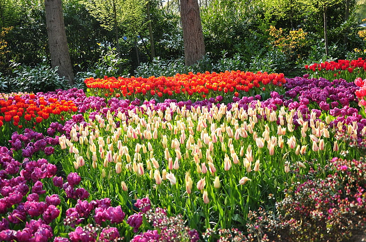 Blommor, tulpan, färgglada, färger, jorden, Nederländerna, parkera, våren, HD tapet