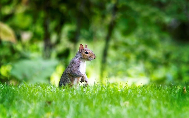 braunes Eichhörnchen, Eichhörnchen, Gras, Spaziergang, HD-Hintergrundbild