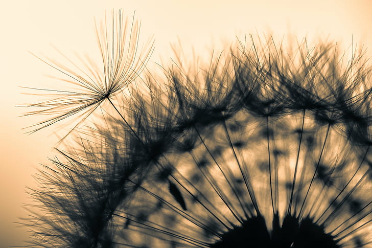 silhouette and micro-photography of Dandelion, Wheel, silhouette, micro, photography, Dandelion, Macro, Makro, nature, summer, plant, seed, flower, close-up, HD wallpaper