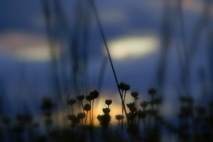 silhouette of flowers during night time, light, silhouette, flowers, night time, landscape, nature, sunset, summer, defocused, HD wallpaper