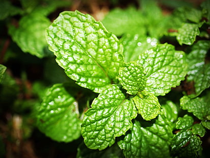 aroma, aromatic, close up, food, fragrant, fresh, freshness, green, health, healthy, herb, herbal, leaves, medicine, menthol, mint, peppermint, HD wallpaper HD wallpaper