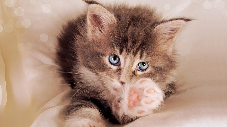 kahverengi tabby yavru kedi, yavru kedi, pençeleri, HD masaüstü duvar kağıdı