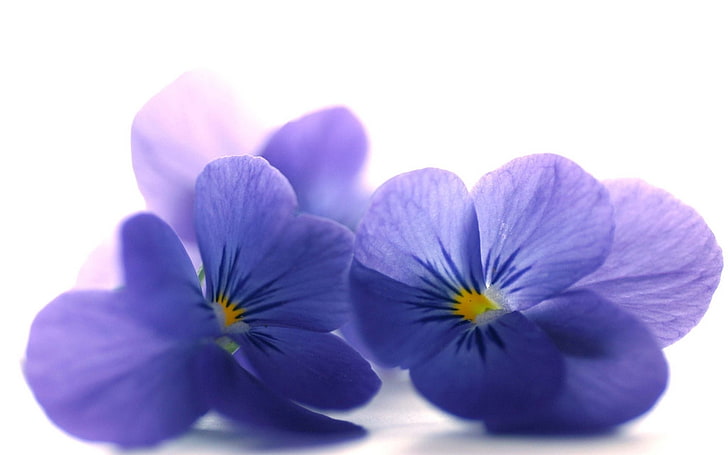 blue purple petaled flowers, blue viola, flowers, petals, close-up, HD wallpaper