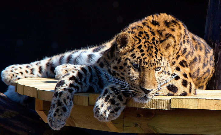 Panthera Pardus, adult leopard, Animals, Wild, Leopard, Animal, Lazy, wild animal, panthera pardus, HD wallpaper