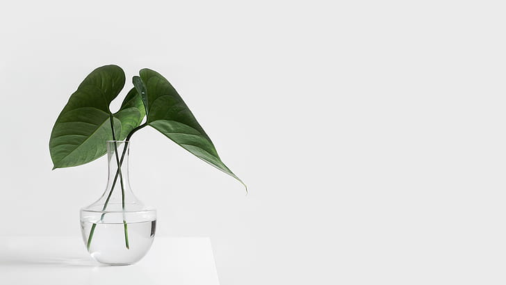 table, plante, fond blanc, vase, verre, Fond d'écran HD