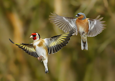 zwei weiße und braune Vögel, Vögel, Flügel, Stieglitz, Buchfink, HD-Hintergrundbild HD wallpaper