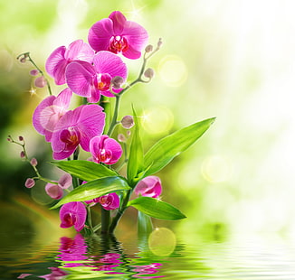 분홍색 꽃잎 꽃, 난초, 물, 꽃, 반사, 꽃, HD 배경 화면 HD wallpaper