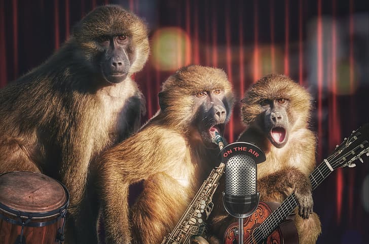 concert, monkey, trio, speech, HD wallpaper