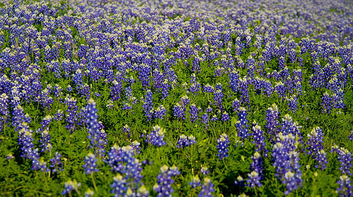 Lupinus, lavender flower, Nature, Landscape, Flowers, Field, Wildflowers, Texas, Bluebonnets, Bend, blueandgreen, coloradobendstatepark, lupines, HD wallpaper