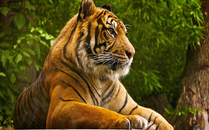 tigre, animales, naturaleza, grandes felinos, Fondo de pantalla HD