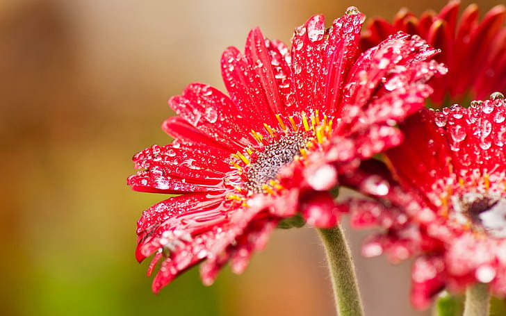 Gerbera halus, bunga merah dan putih, gerbera, tetesan hujan, daisy, bunga, alam, dan lanskap, Wallpaper HD
