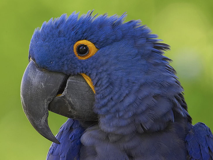 Blue Rockie Face, blue parrot, Animals, Birds, blue, face, rockie, HD wallpaper