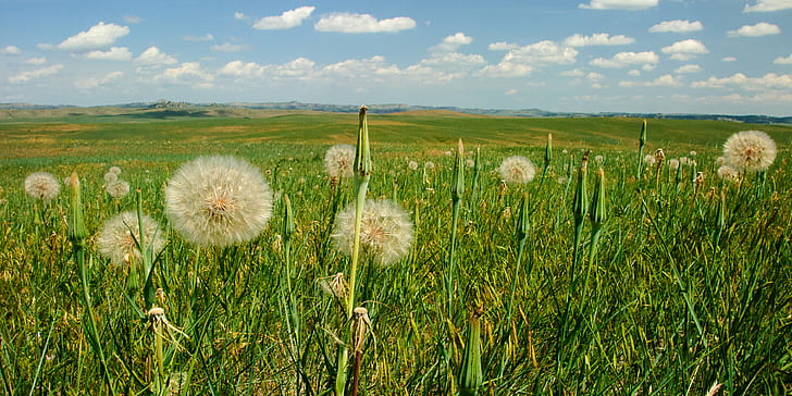 merapatkan foto tanaman Dandelio, dandelion, dandelion, Prairie, dandelion, merapatkan, foto, tanaman, Montana, lanskap, alam, padang rumput, musim panas, rumput, bunga, bidang, Adegan pedesaan, tanaman, di luar rumah, langit, Wallpaper HD