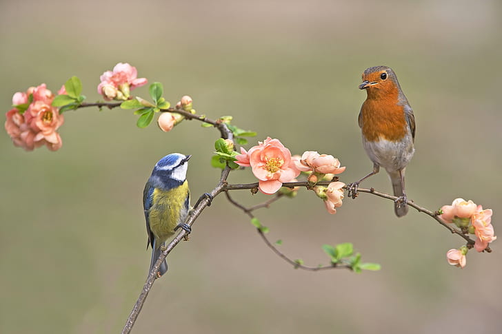 Vögel, Robin, Vogel, Ast, Blume, Passerine, Rosa Blume, Tierwelt, HD-Hintergrundbild