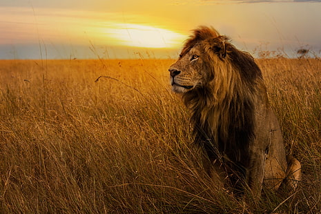 поле, небо, трава, взгляд, закат, поза, лев, грива, царь зверей, сидит, дикий кот, HD обои HD wallpaper
