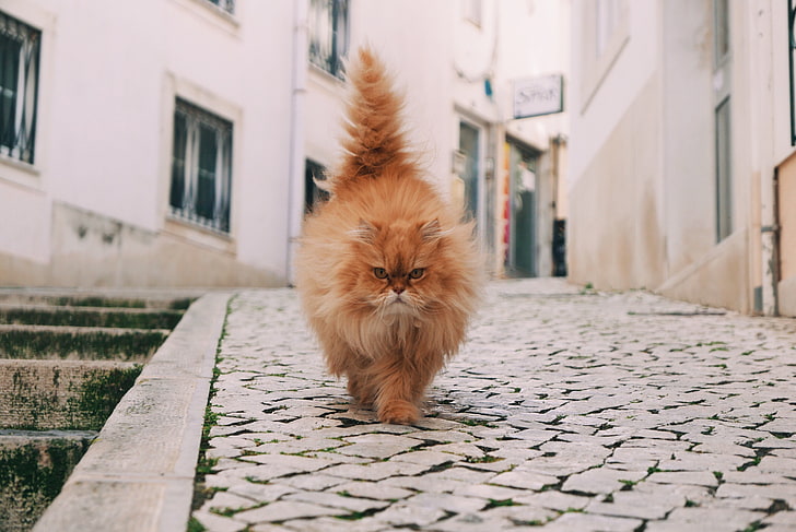 оранжевый персидский кот, кот, пушистый, гулять, HD обои