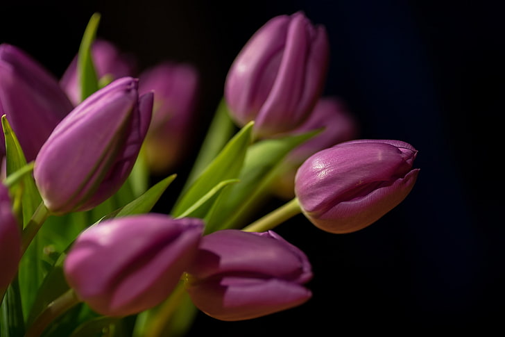 tulips, flowers, HD wallpaper