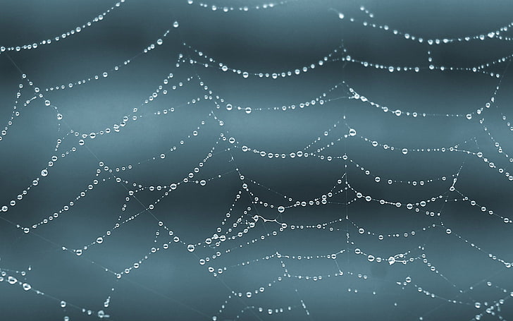 schwarze und weiße Perlenkette, Spinnweben, Wassertropfen, HD-Hintergrundbild
