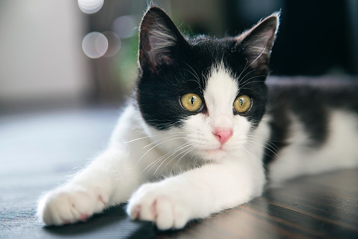 gato atigrado blanco y negro, gatito, gato, manchado, Fondo de pantalla HD