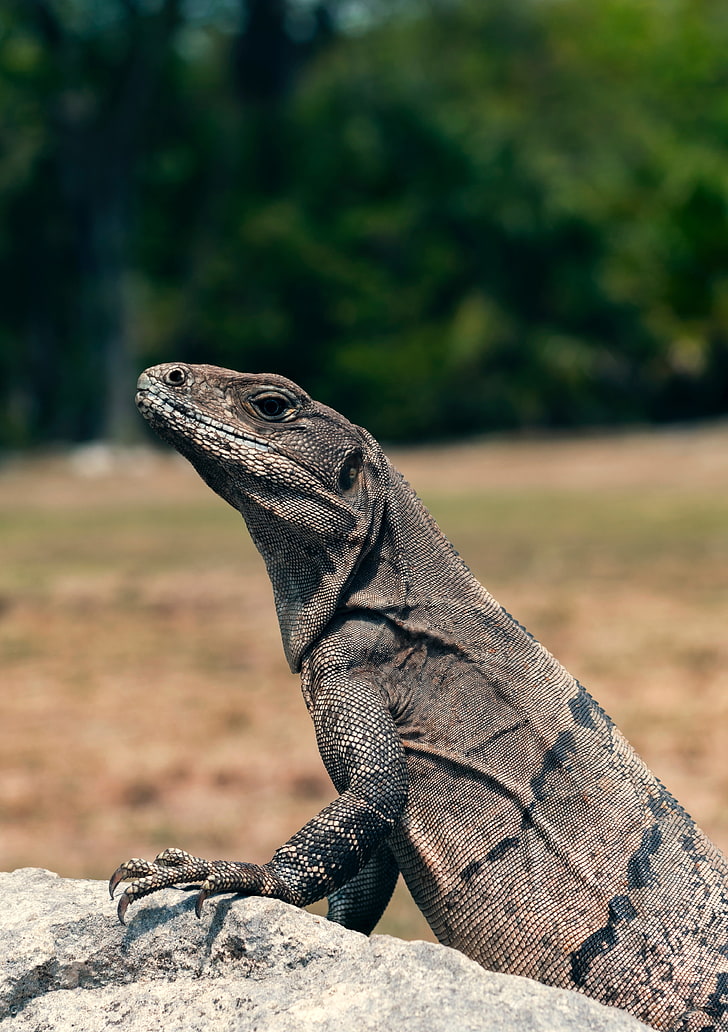 Dragón de Komodo gris, lagarto, reptil, cabeza, ojos, escamas, Fondo de pantalla HD, fondo de pantalla de teléfono
