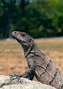 серый комодо дракон, ящерица, рептилия, голова, глаза, чешуя, HD обои HD wallpaper