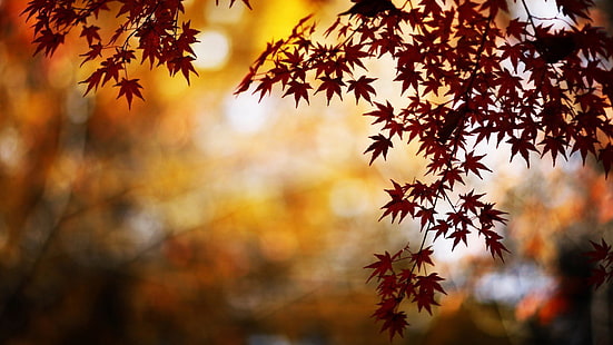 коричневый клен, боке фотография клена, природа, деревья, листья, боке, кленовые листья, огни, осень, вода, HD обои HD wallpaper