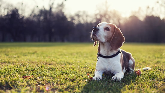 tri-colored beagle puppy, dog, Beagles, animals, sunlight, grass, HD wallpaper HD wallpaper