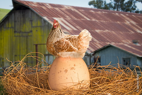 Burung, Ayam, Gudang, Telur, Ayam, Sarang, Wallpaper HD HD wallpaper