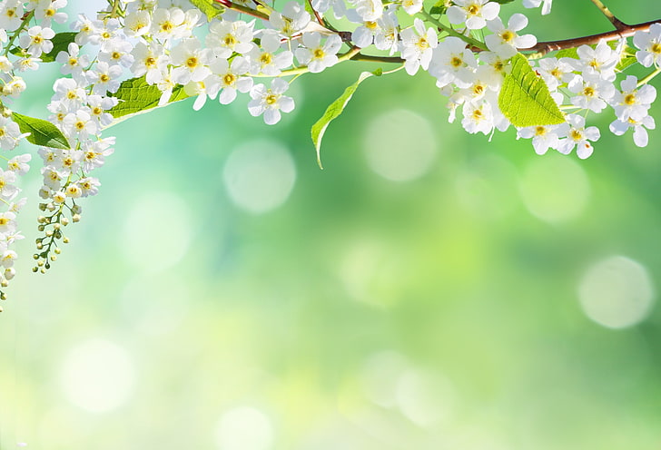 white cherry blossoms, flowers, nature, tree, spring, petals, bokeh, HD wallpaper