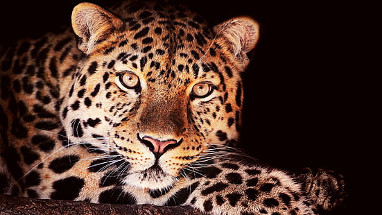 大きな猫、動物、ジャガー、ネコ科、ヒョウ、毛皮、動物の皮、動物、野生、猫、 HDデスクトップの壁紙 HD wallpaper