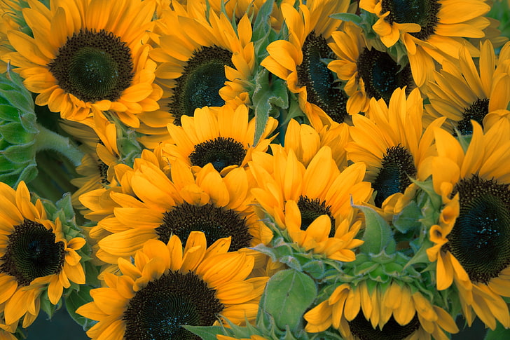 yellow sunflowers, sunflowers, flowers, lots, HD wallpaper
