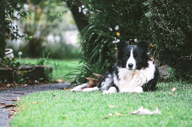 adult black and white border collie, border collie, dog, lies, spotted, HD wallpaper