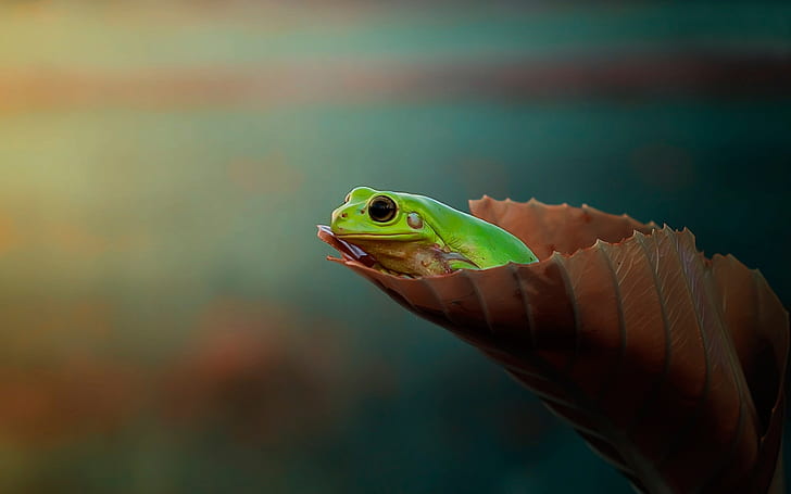 Frog, leaf, bokeh, Frog, Leaf, Bokeh, HD wallpaper