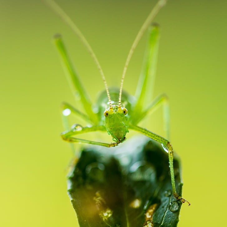 close up photography of green insect, les, close up photography, green, insect, sauterelle, grasshopper, nature, wildlife, animal, close-up, macro, HD wallpaper