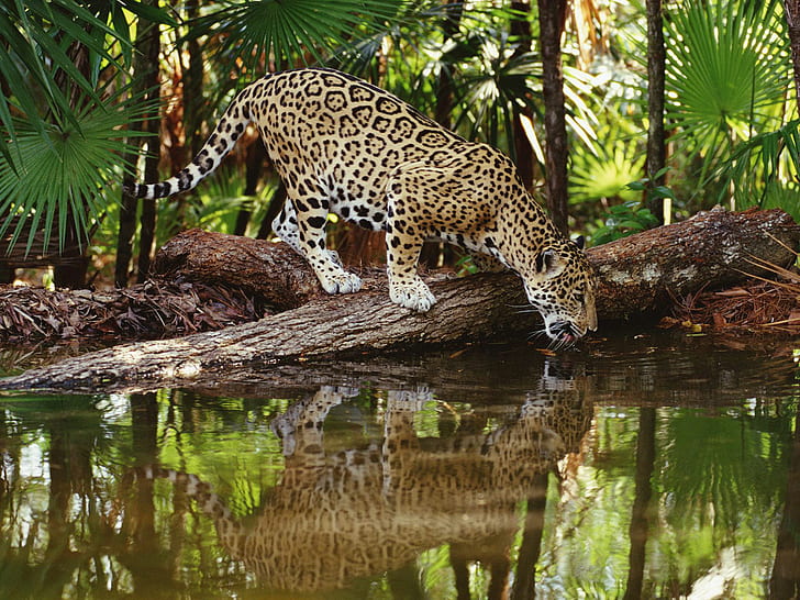 Jaguar Jungle HD ، الحيوانات ، الغابة ، جاكوار، خلفية HD