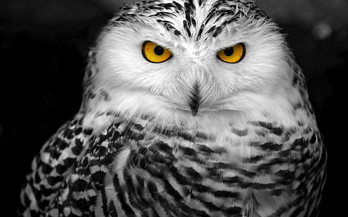 snowy owl, HD wallpaper HD wallpaper