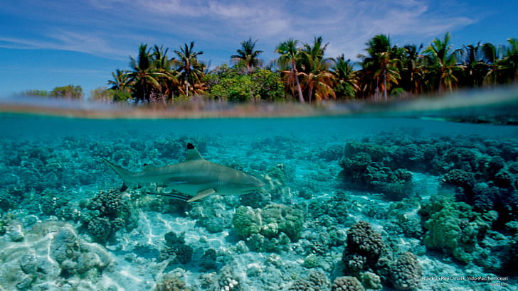Рифова акула Блектип, Индо-Тихи океан, океански живот, HD тапет