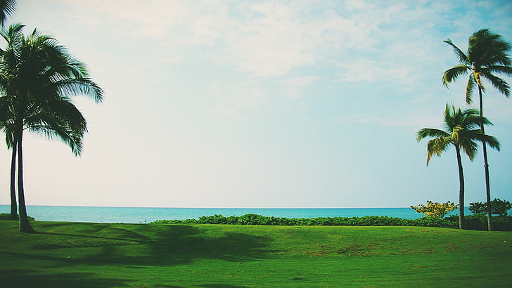 หญ้าสีเขียวและต้นมะพร้าวต้นปาล์มชายหาดดวงอาทิตย์, วอลล์เปเปอร์ HD