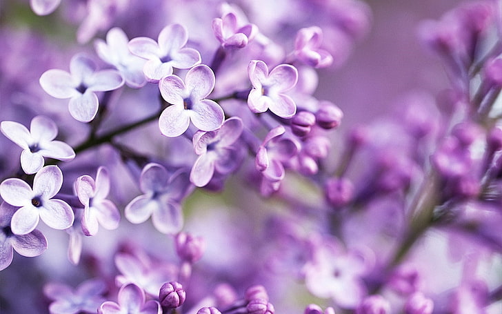 Blurred, flowers, Lilac, Purple, Purple Flowers, HD wallpaper