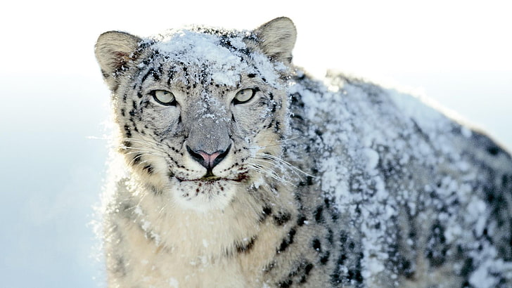 beautiful, snow leopard, cute, cat, wild animal, wildlife, leopard, snowy, HD wallpaper