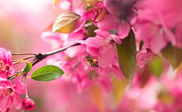 nature, bee, branch, spring, insect, flowering, flowers, HD wallpaper